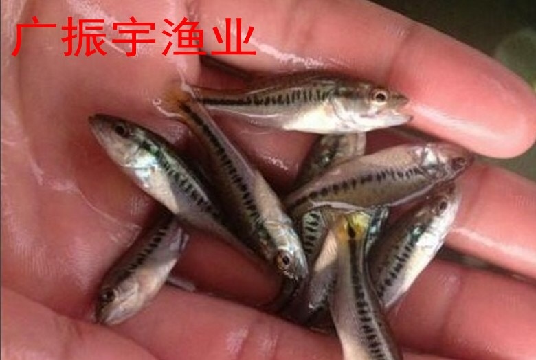 博罗县加州鲈鱼苗 