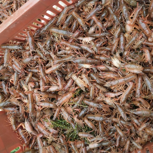 随州小龙虾苗 