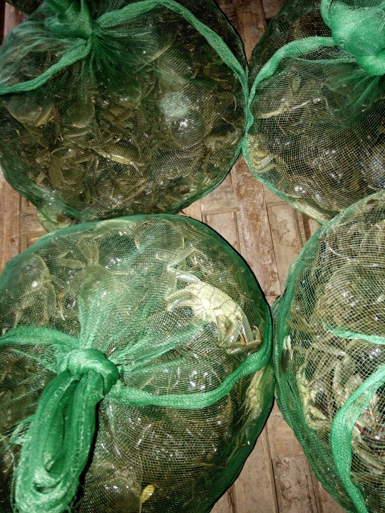 当涂县蟹苗  马鞍山河道苗一斤30一5o只，成活率高抗病毒强特别母子多