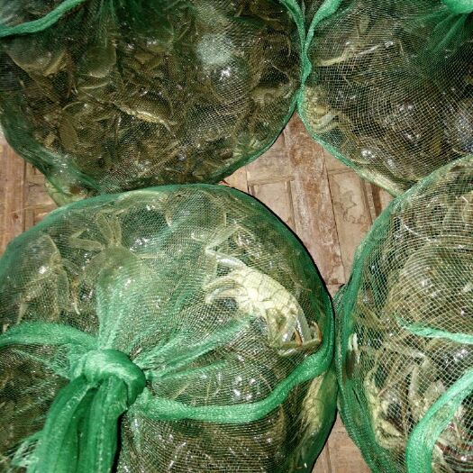 当涂县蟹苗  马鞍山河道苗一斤30一5o只，成活率高抗病毒强特别母子多