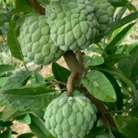 灵山县释迦果苗 