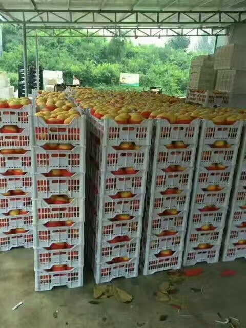 蒙阴县 黄桃金皇后黄桃