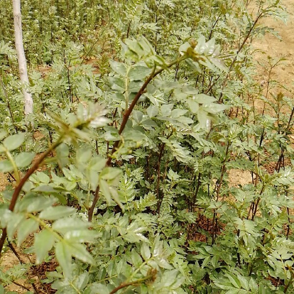  大红袍花椒苗