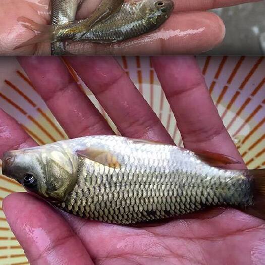 大方县鲤鱼苗 