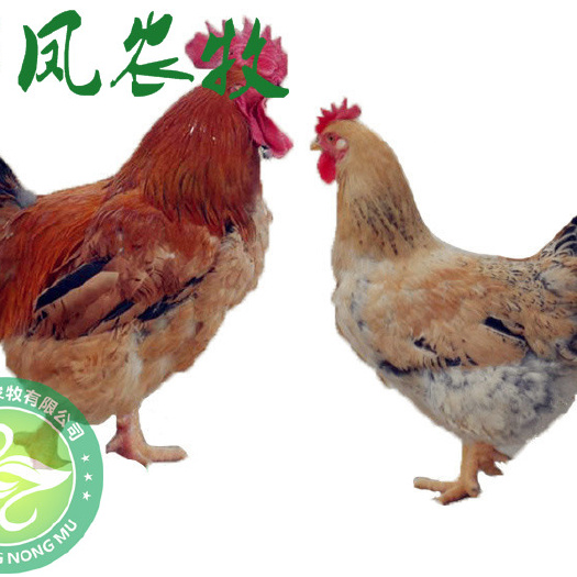 南宁k9肉鸡苗882 
