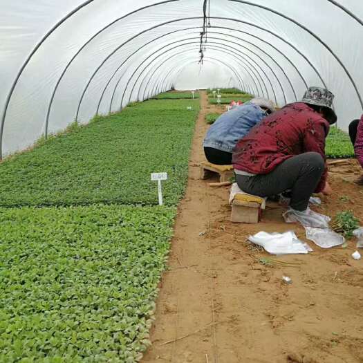 开封秋菊