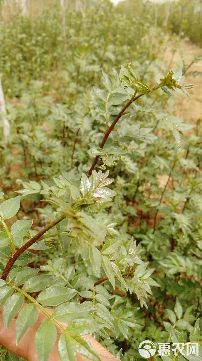  大红袍花椒苗