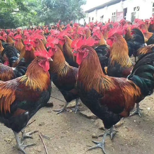 南宁青脚麻鸡苗 统货
