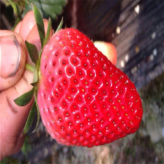 泰安红颜草莓苗 优质草莓现定现挖保质量