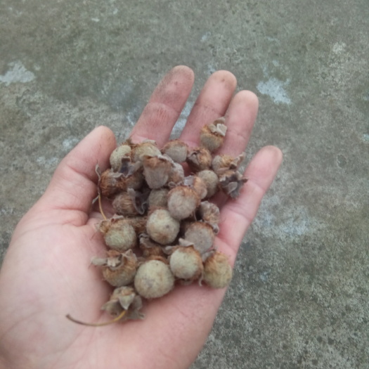 金秀县甜茶 
