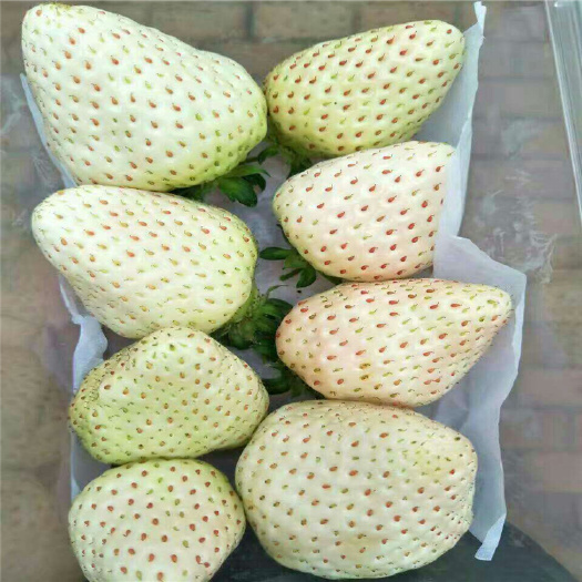 泰安小白草莓苗 地栽苗 10~20公分