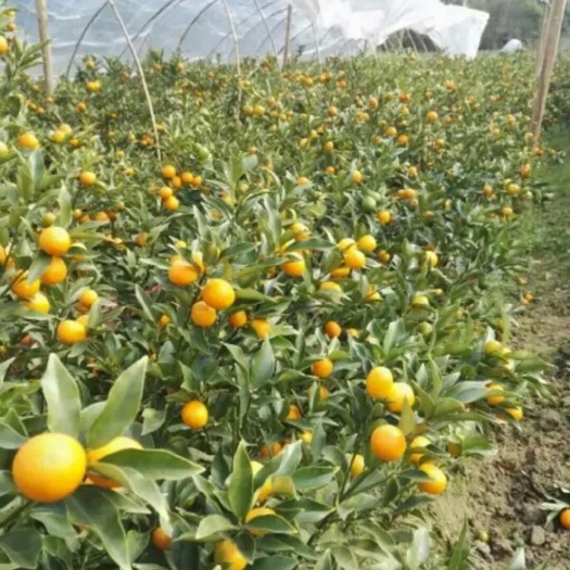 灵山县脆皮金桔苗