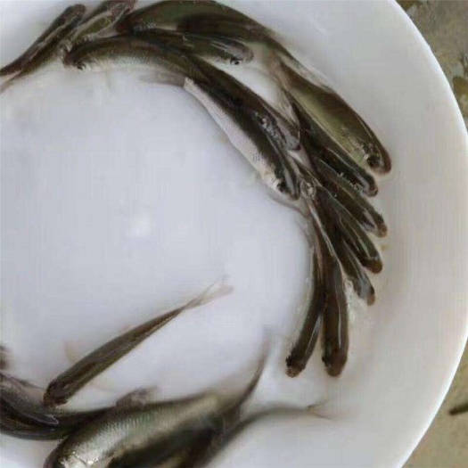 鲢鱼苗  货到付款 送货上门服务