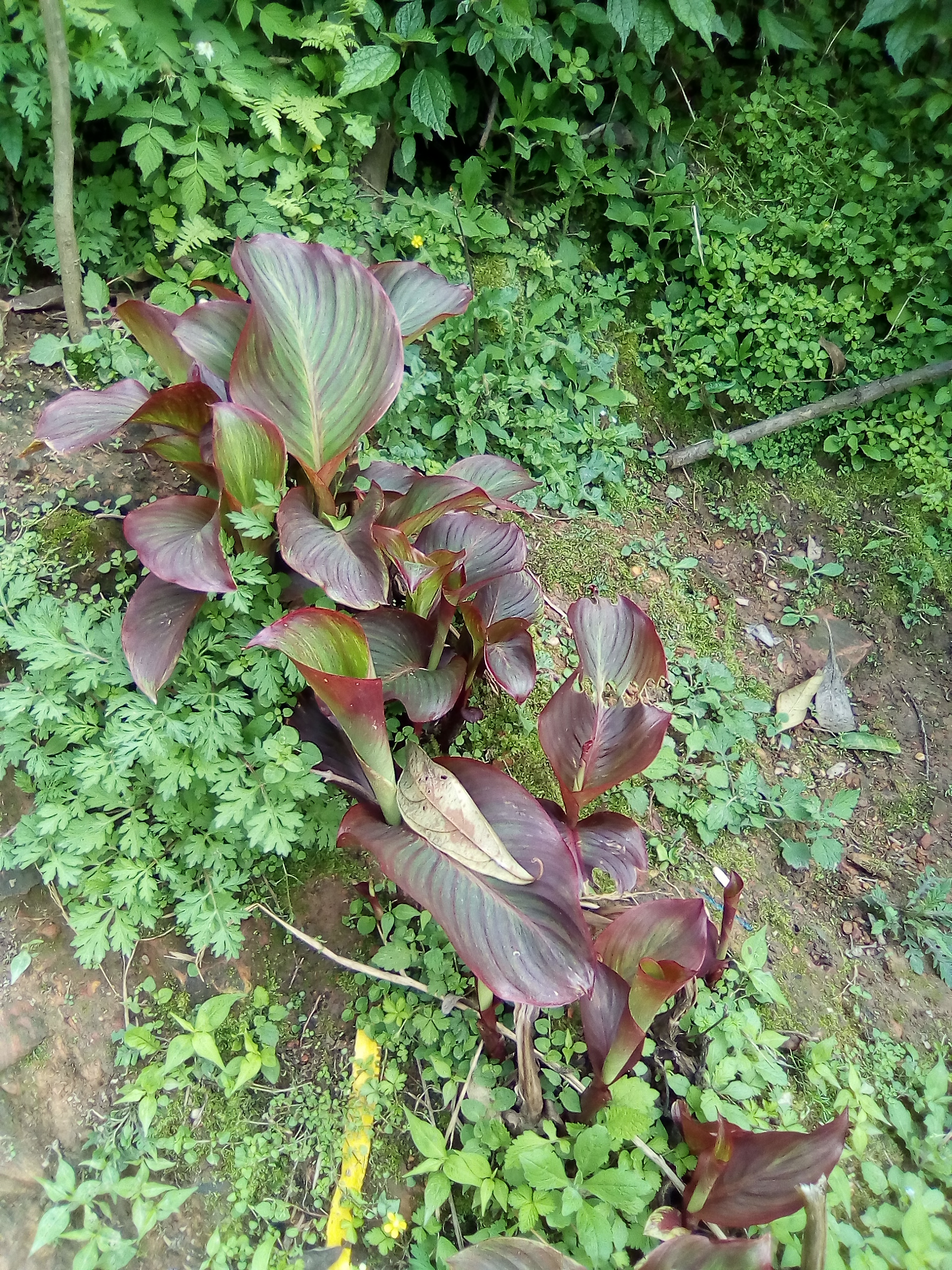 芭蕉芋 4cm以上