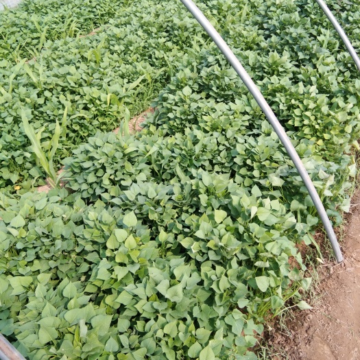 夏津县龙薯9号红薯苗 常规种（原种） ≥99.5% ≥95%