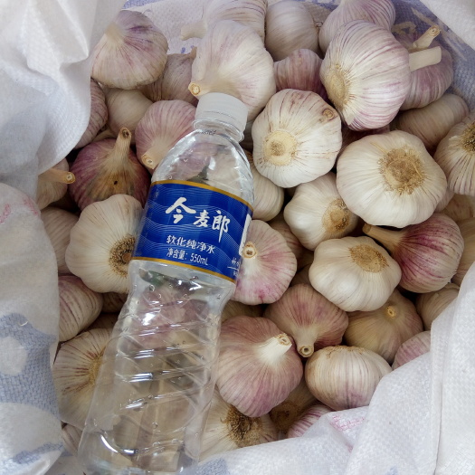 邳州市邳州大蒜 6cm以上 多瓣蒜 