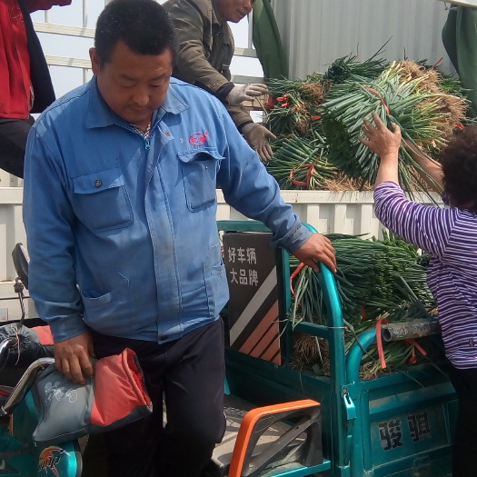 潍坊基地直供一手货源，优质铁杆葱苗.葱种