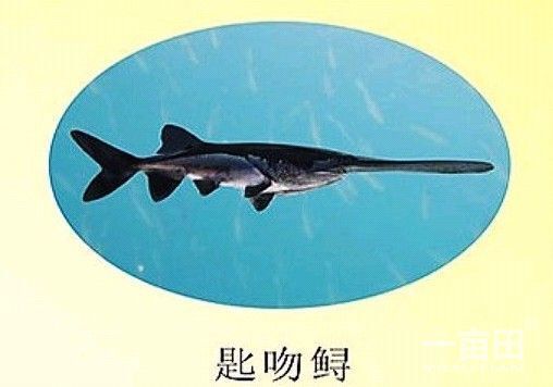 广州鸭嘴鱼苗 