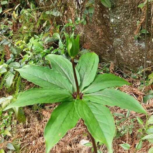 绥宁县重楼  湖南七叶一枝花