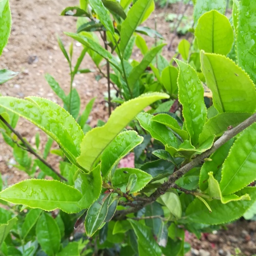 绿茶树苗 丛生苗 0.5米以下