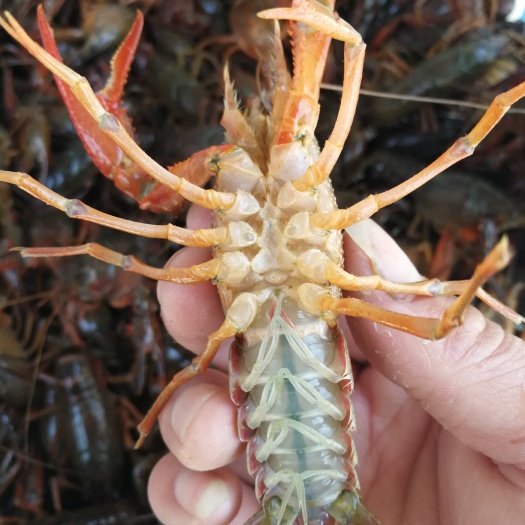 泗阳县红壳小龙虾 中红4-6钱