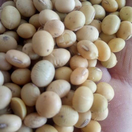 西华县 大棵粒，高蛋白，豆制品专用大豆。