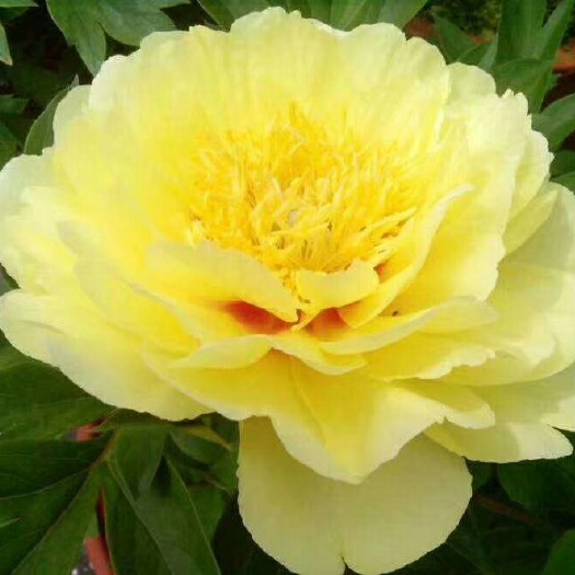 菏泽观赏牡丹 2cm以下 4cm以下 0.5米以下 