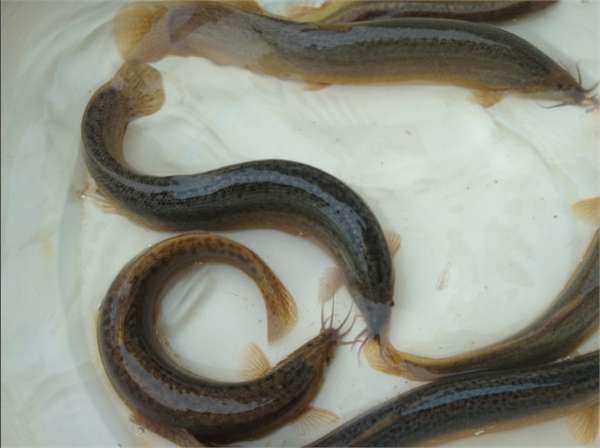 沭阳县泥鳅苗 