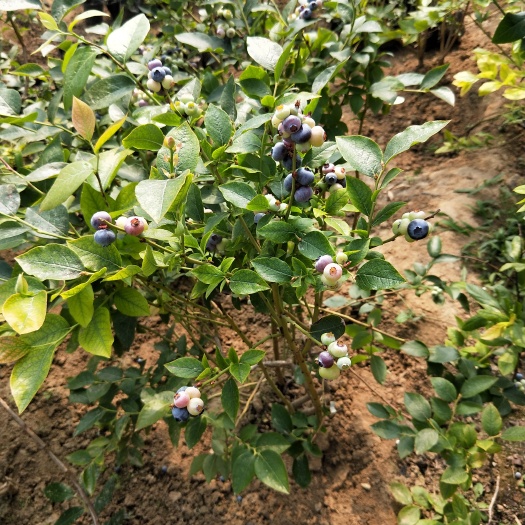 泰安蓝丰蓝莓苗