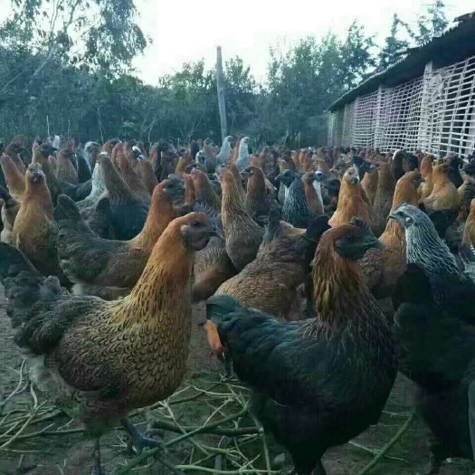 昆明土鸡苗 统货