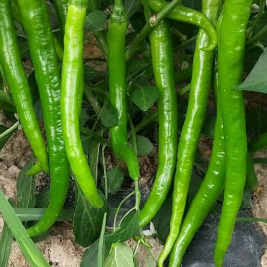 钦州线椒 15~20cm 靑色 中辣 