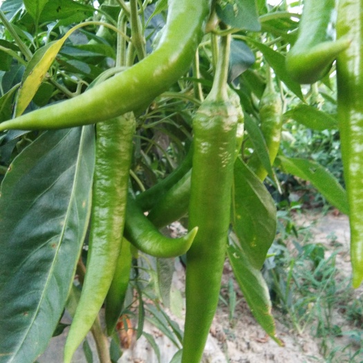 汉寿县天下一椒 15~20cm 中辣 靑色