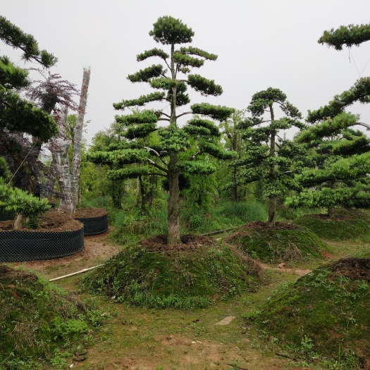 浏阳市普通罗汉松 ＃弯杆飘枝罗汉松＃临水罗汉松＃造型榆树＃