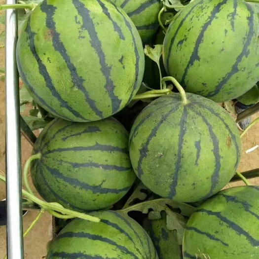 潍坊京欣西瓜 8斤打底 1茬 9成熟