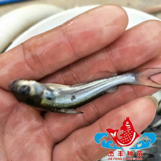 广州叉尾鮰鱼