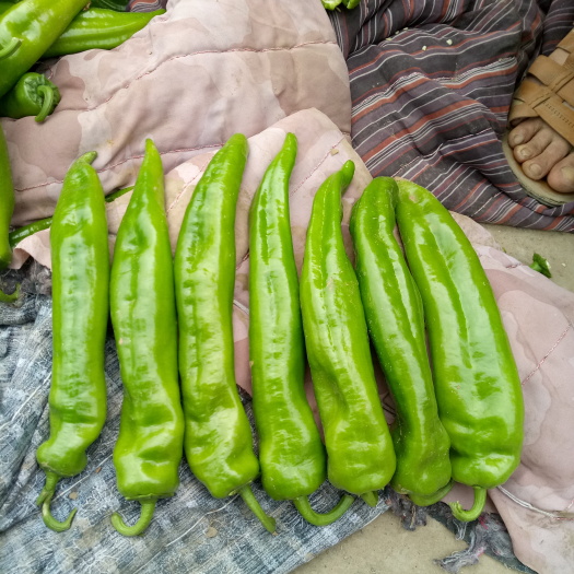 邯郸尖椒 15~20cm 靑色 中辣