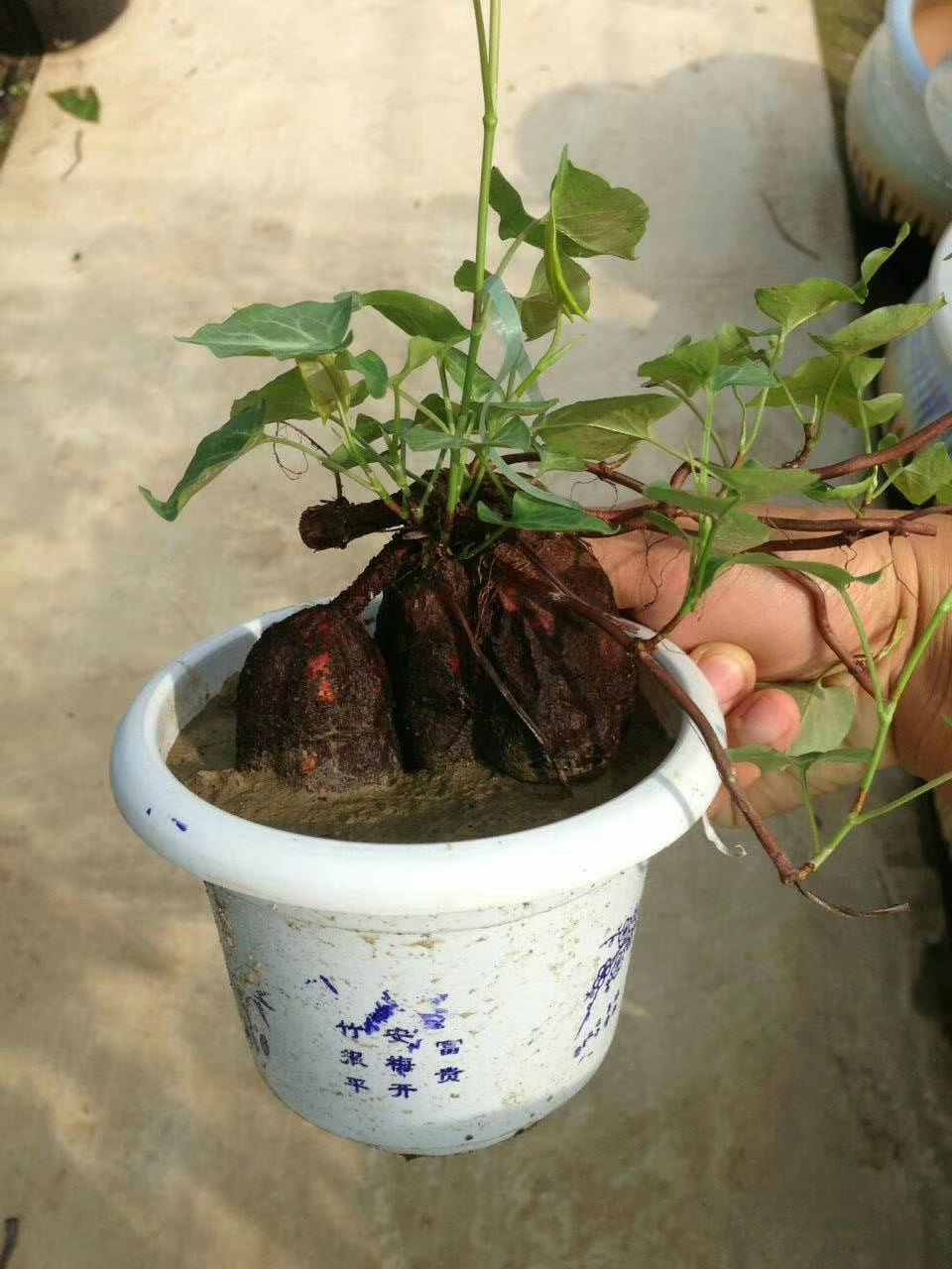 广西何首乌种子