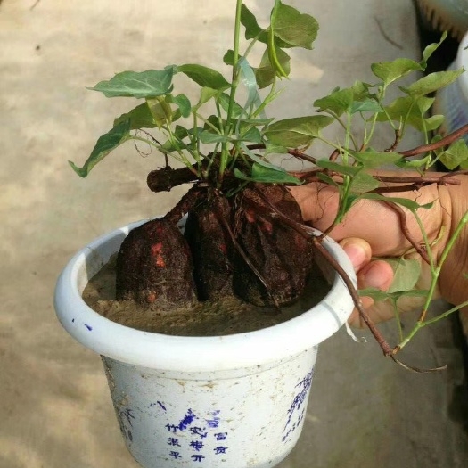 来宾何首乌种子 