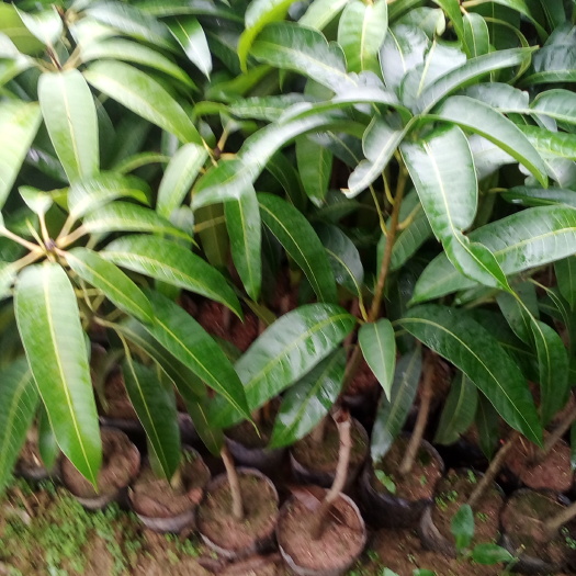 灵山县金煌芒果苗