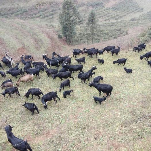 合江县羊肉类  黑山羊肉，鲜羊肉，带皮，带骨，
