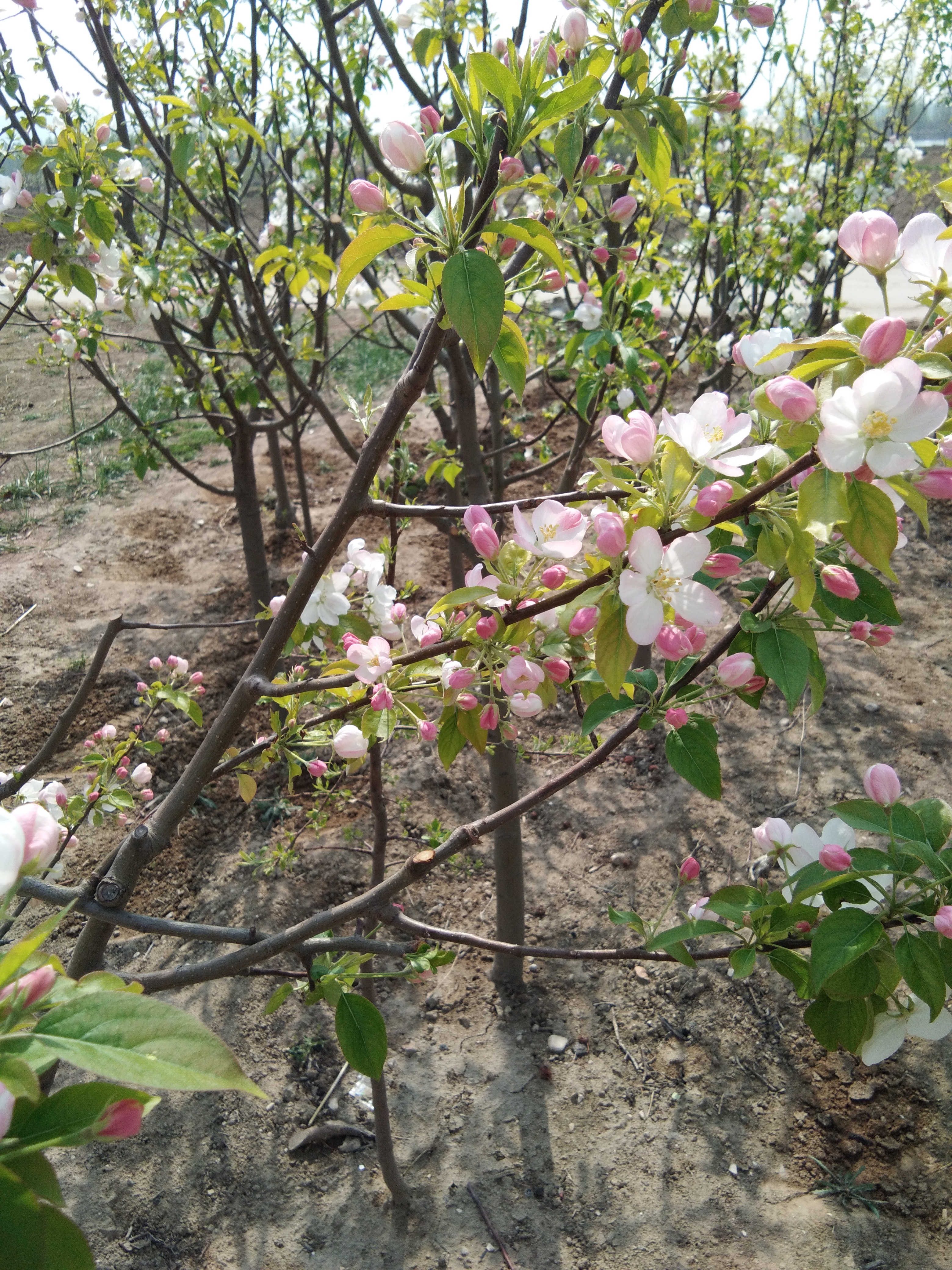 八棱海棠小苗大量现货 八棱海棠树一颗也是批发价