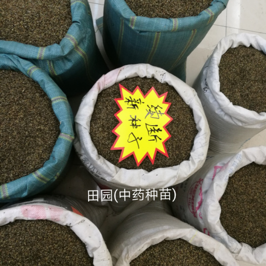 昆明【续断种子】和尚头新种子