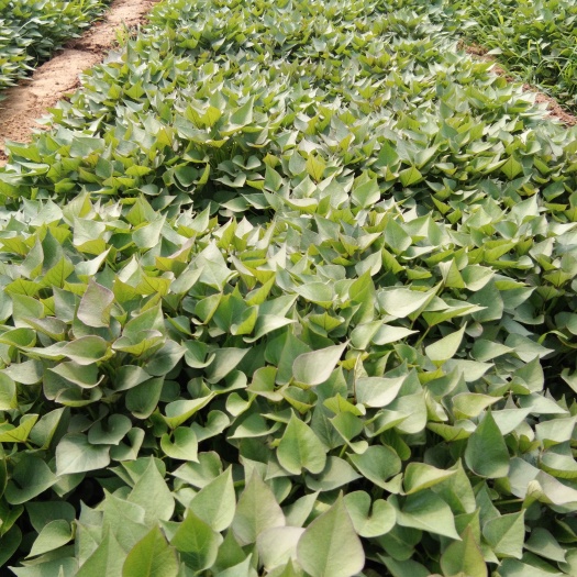 夏津县济薯26号红薯苗 常规种（一级） ≥99.5% ≥95%