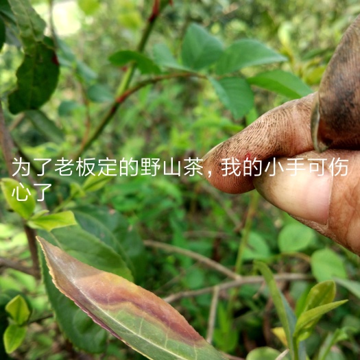光山县野生绿茶 礼盒装