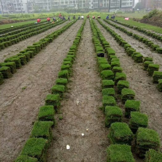 郴州马尼拉草皮 