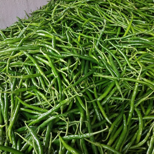 钦州线椒 15~20cm 靑色 中辣 