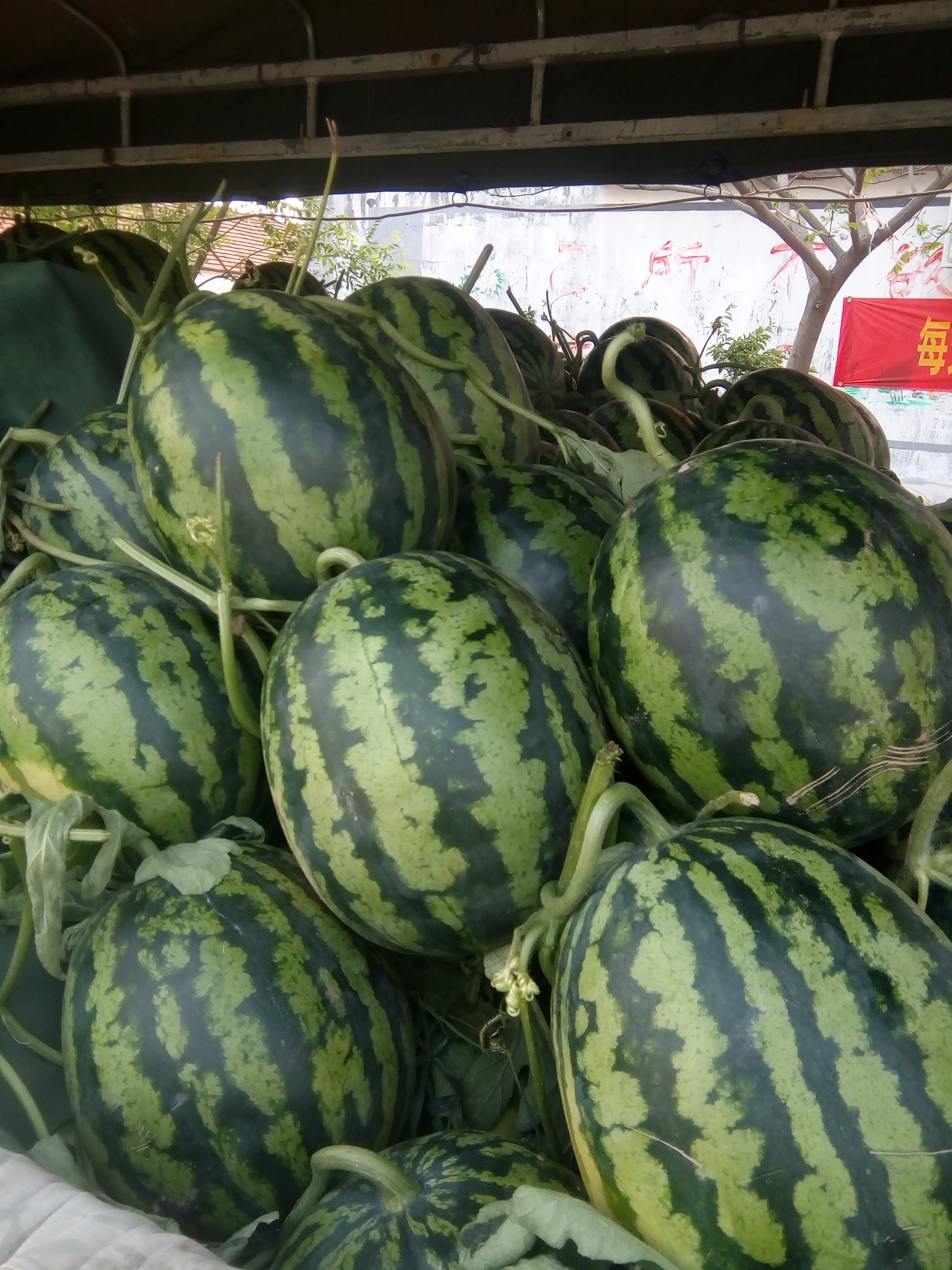  甜王西瓜产地直销