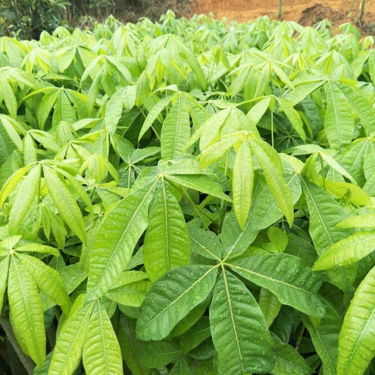 灵山县独杆发财树 大量有货