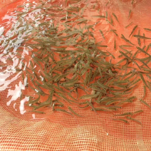 黄骅市 海鲈鱼苗七星海鲈苗