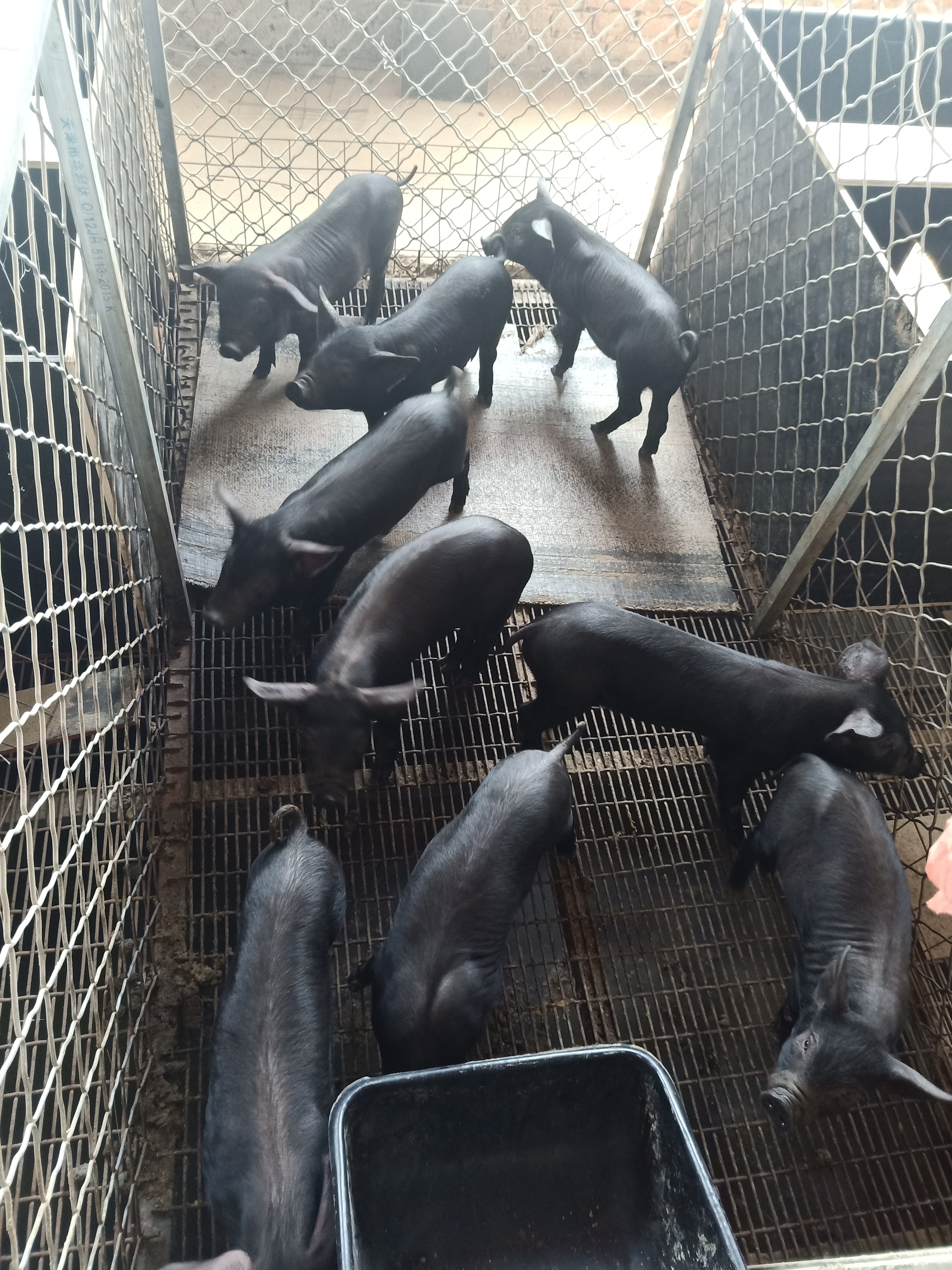 猪 商品详情 常年出售北京黑猪幼崽,血统纯正,出肉率高,瘦肉率高达